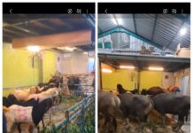Idul Adha 2026: Yayasan Ataqwa Ubung Tebar Kepedulian Lewat Pembagian Daging Qurban