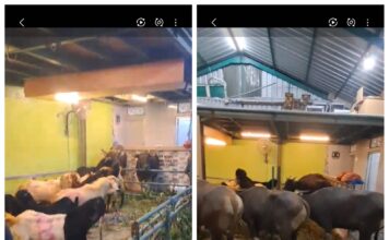 Idul Adha 2026: Yayasan Ataqwa Ubung Tebar Kepedulian Lewat Pembagian Daging Qurban