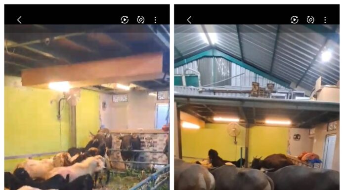 Idul Adha 2026: Yayasan Ataqwa Ubung Tebar Kepedulian Lewat Pembagian Daging Qurban